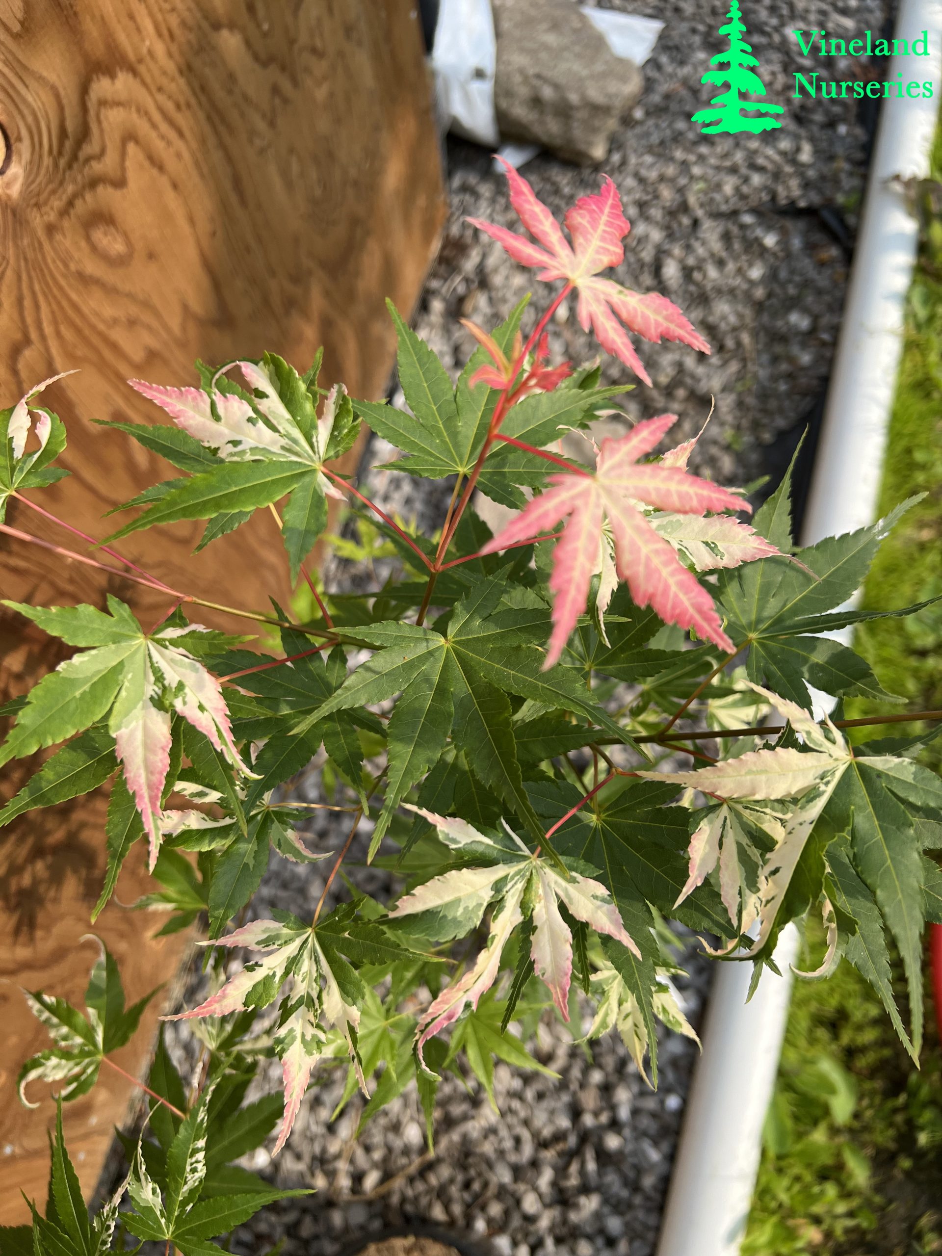 Acer Palmatum Cotton Candy 2