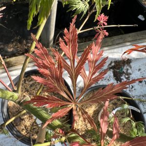 Acer Palmatum Dissectum Dr. Brown
