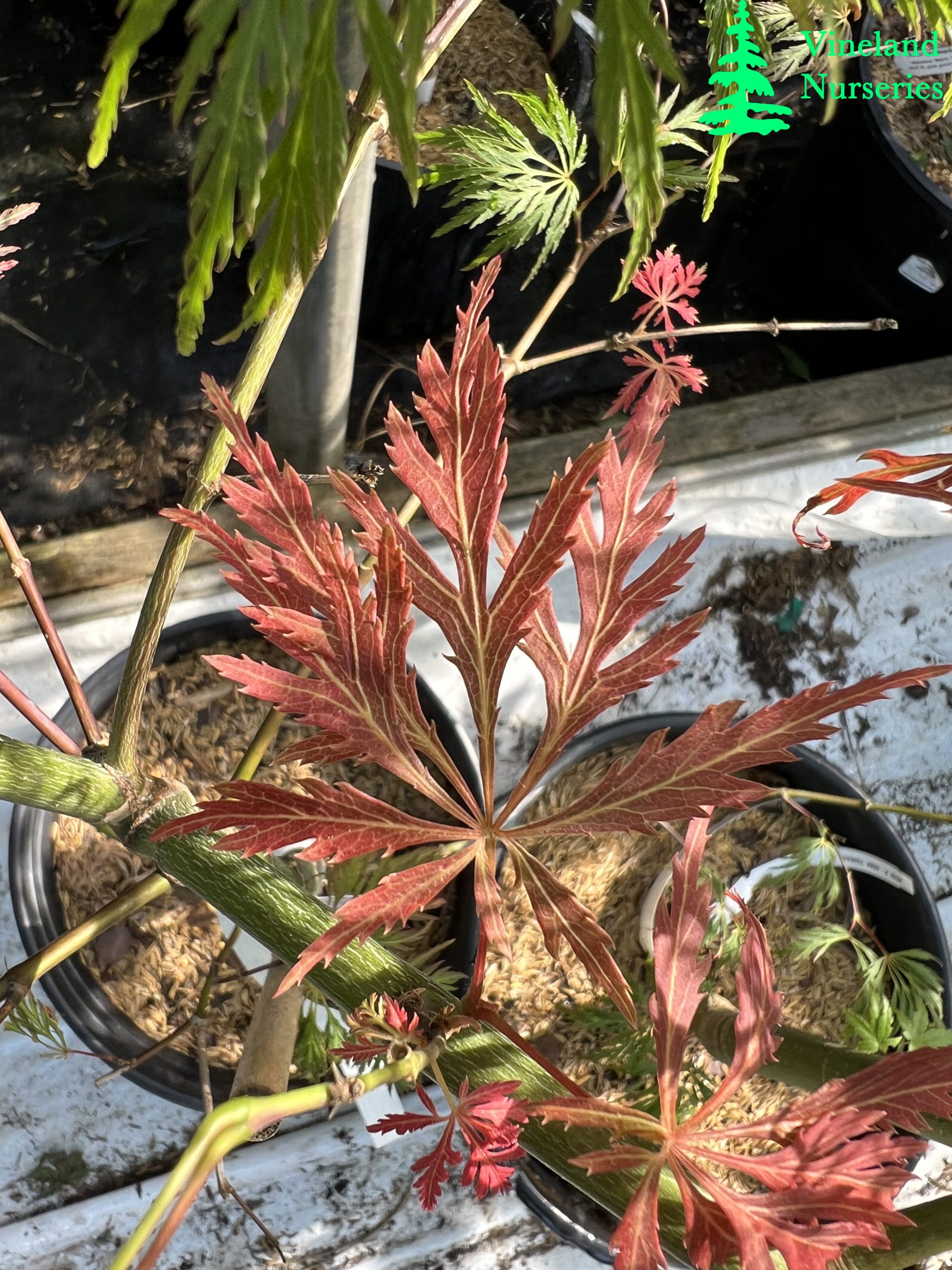 Acer Palmatum Dissectum Dr. Brown
