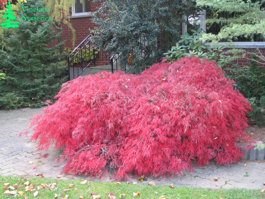 Acer Palmatum Dissectum Tamukeyama 2