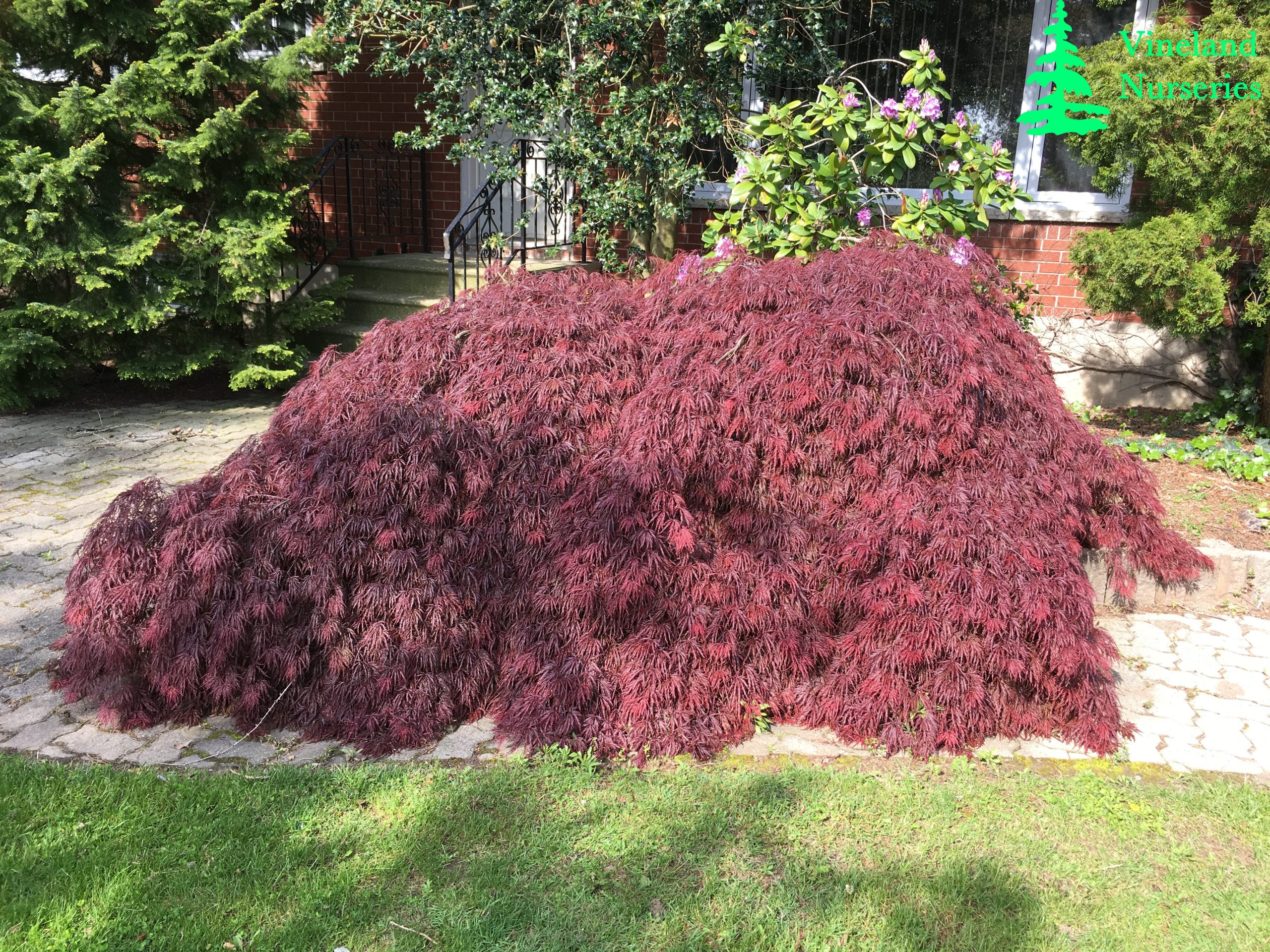 Acer Palmatum Dissectum Tamukeyama