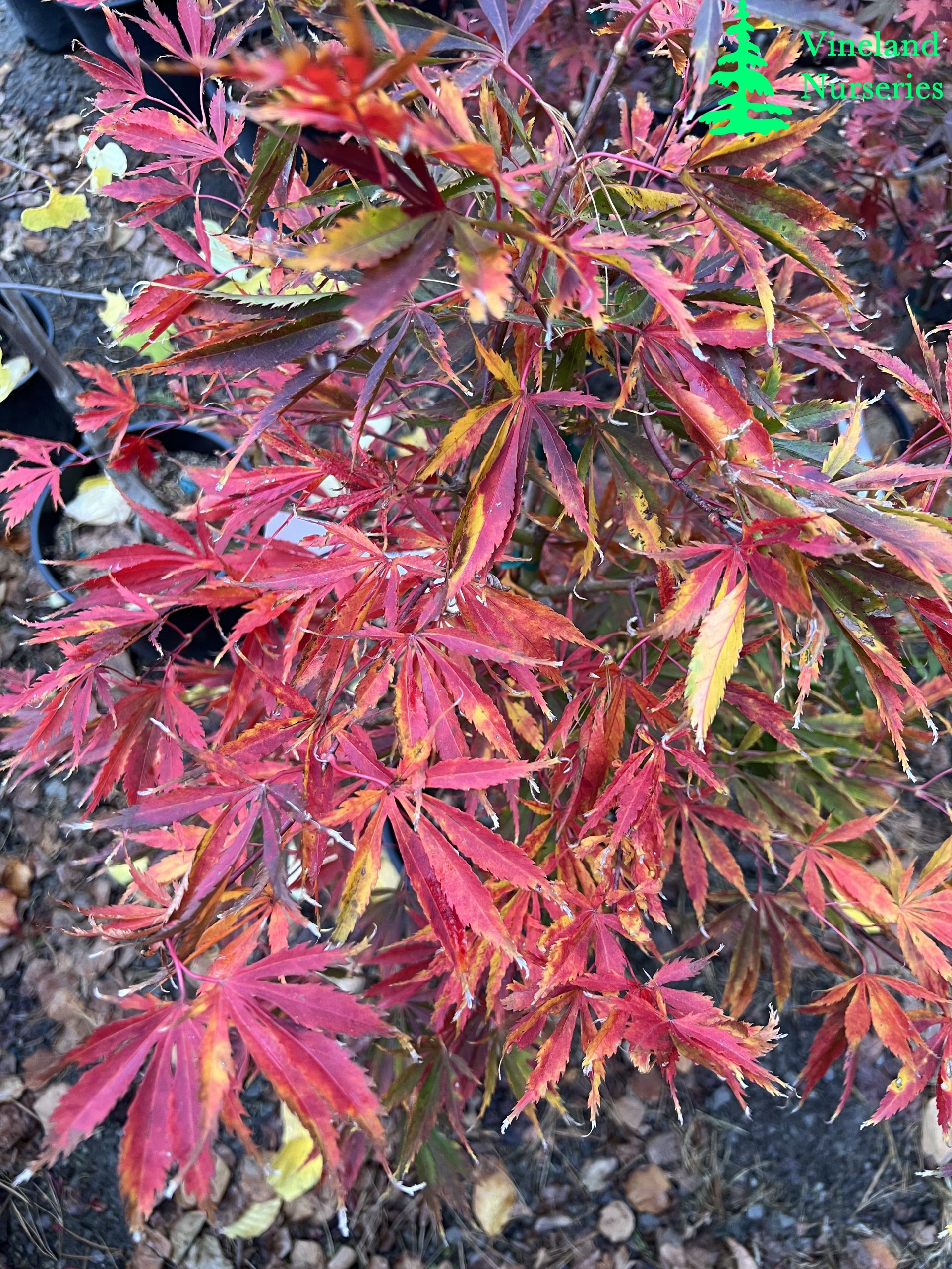 Acer Palmatum Fascination 1