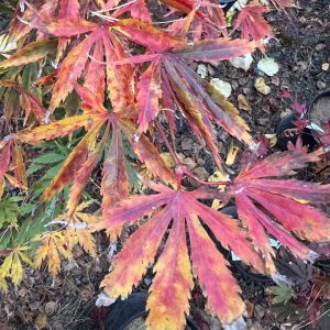 Acer Palmatum Fascination 2