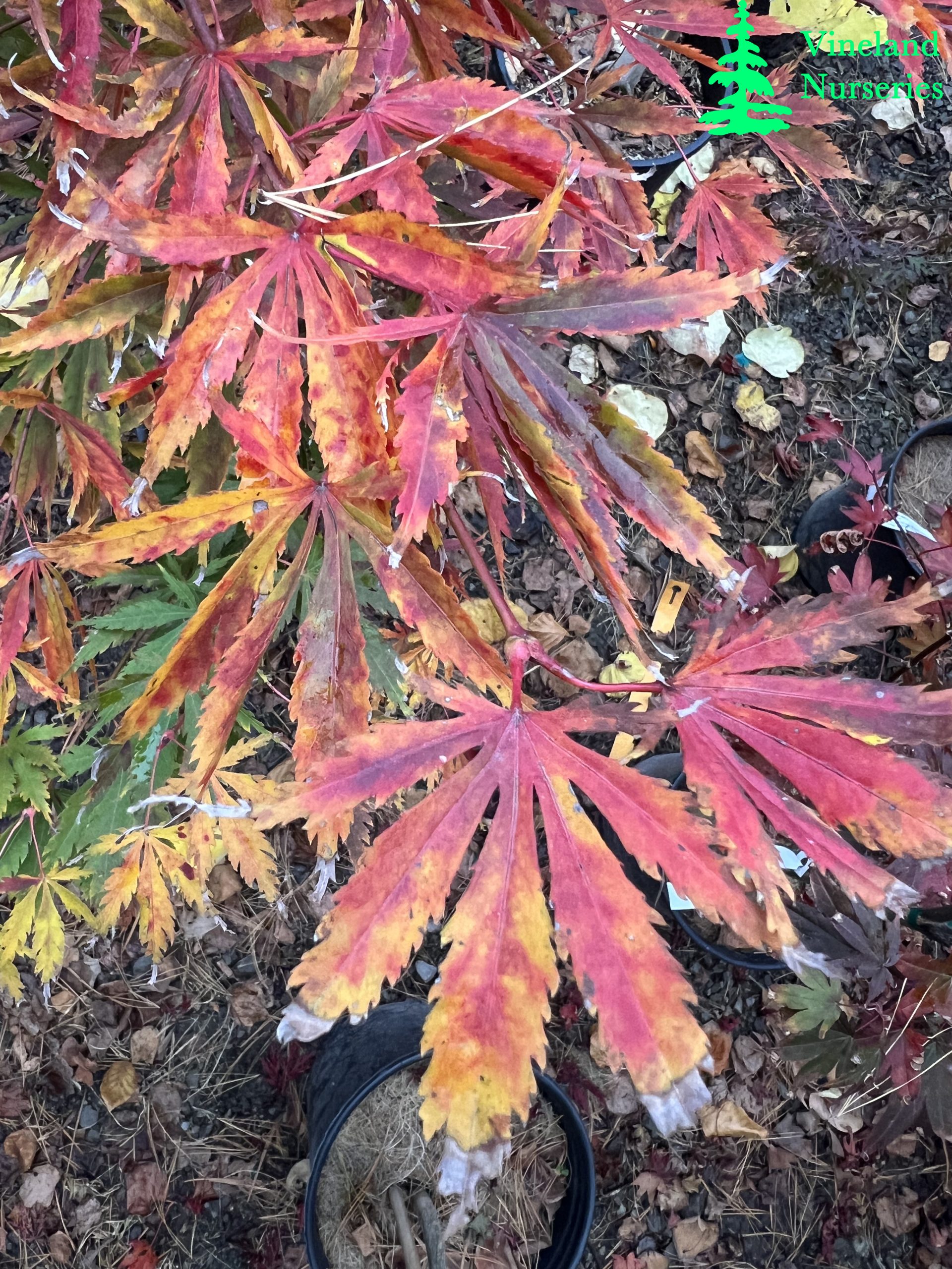 Acer Palmatum Fascination 2