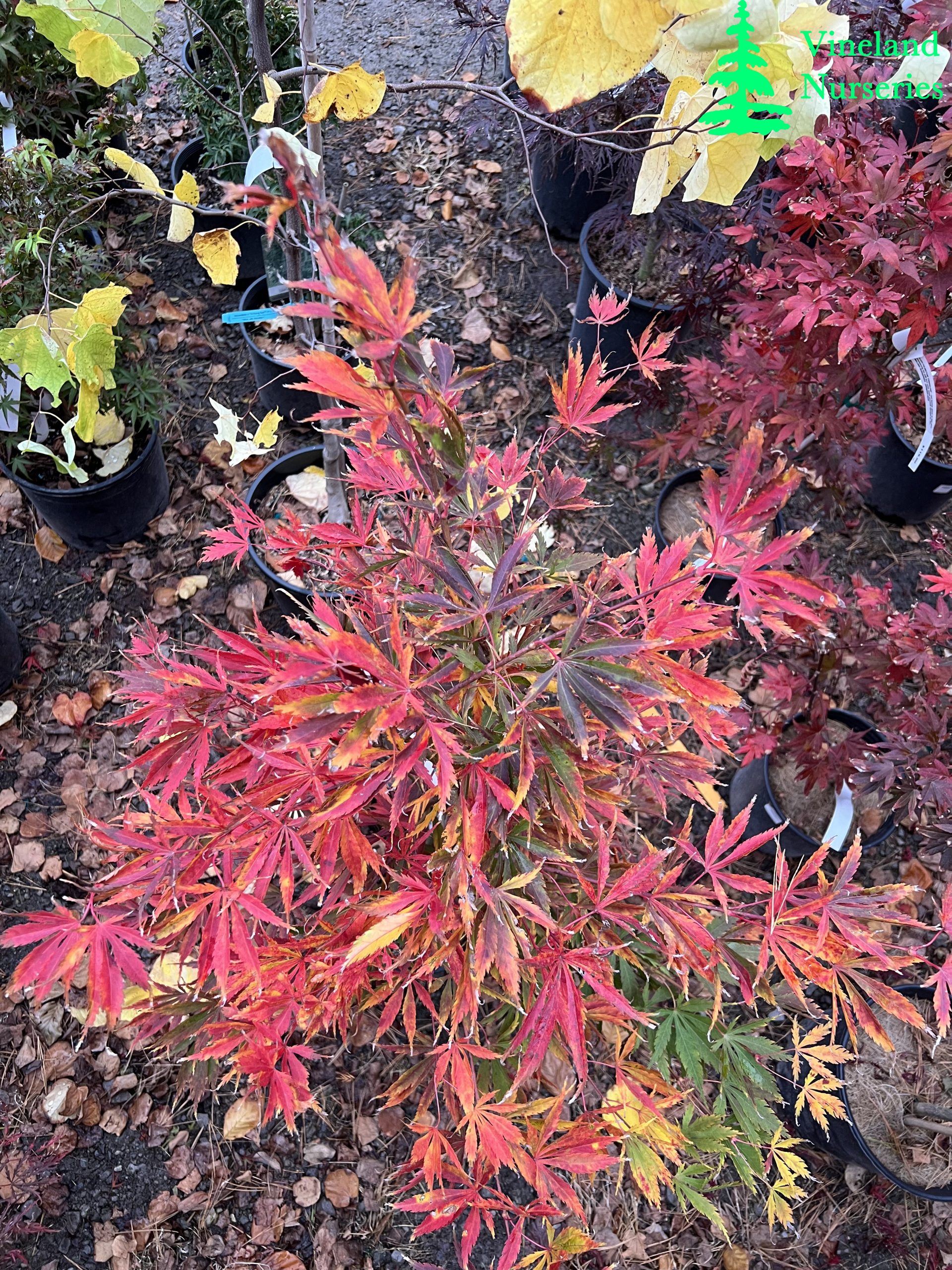 Acer Palmatum Fascination 3