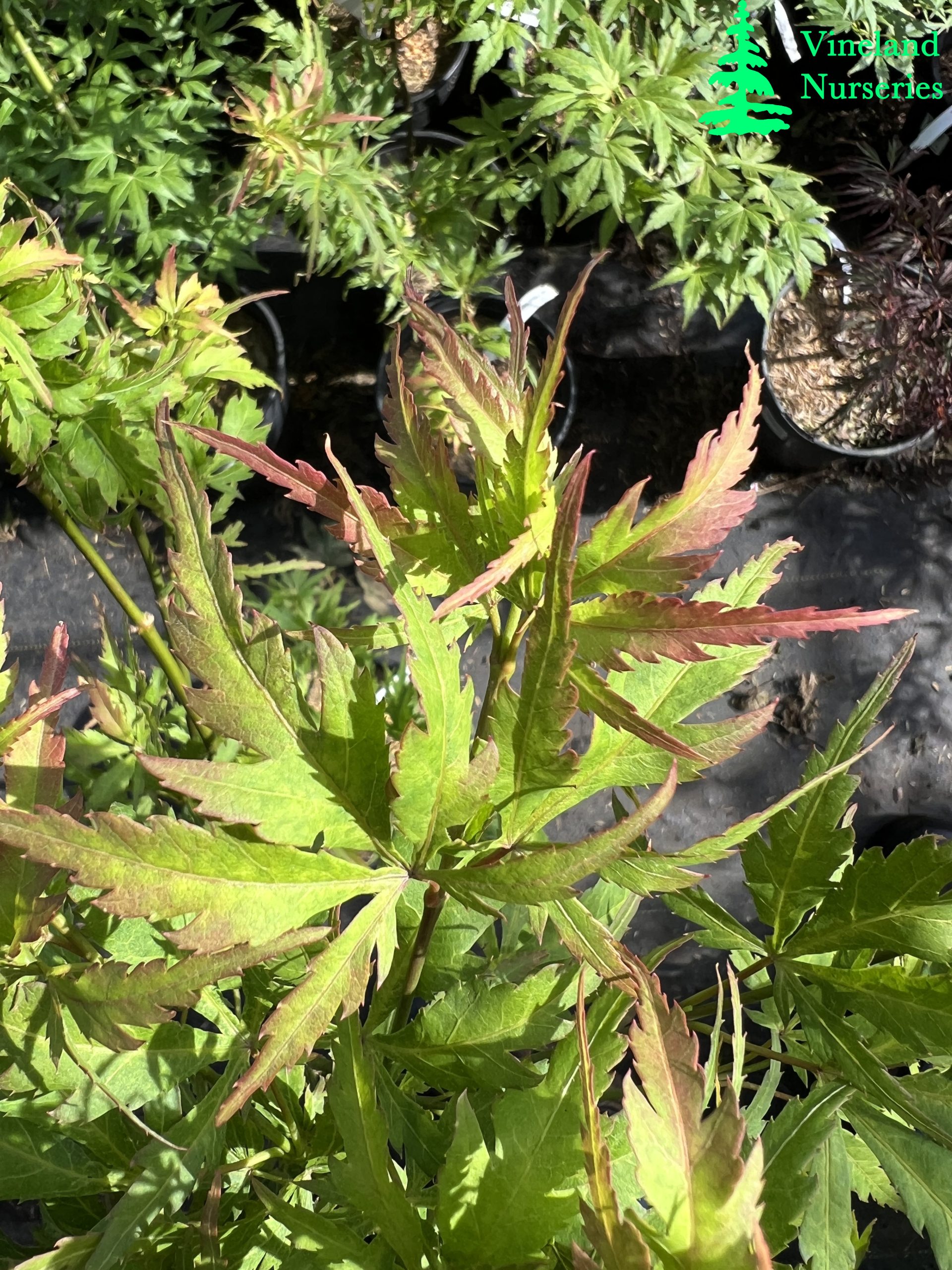 Acer Palmatum Frilly Willy 1