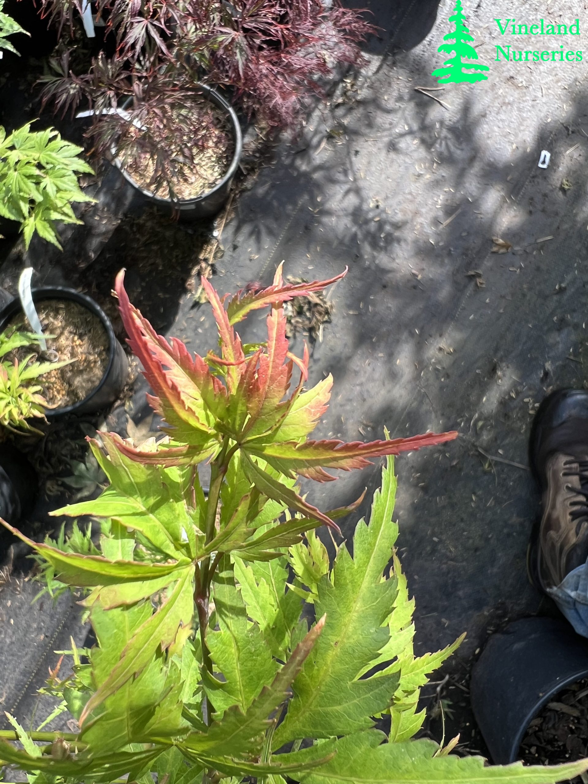 Acer Palmatum Frilly Willy 2