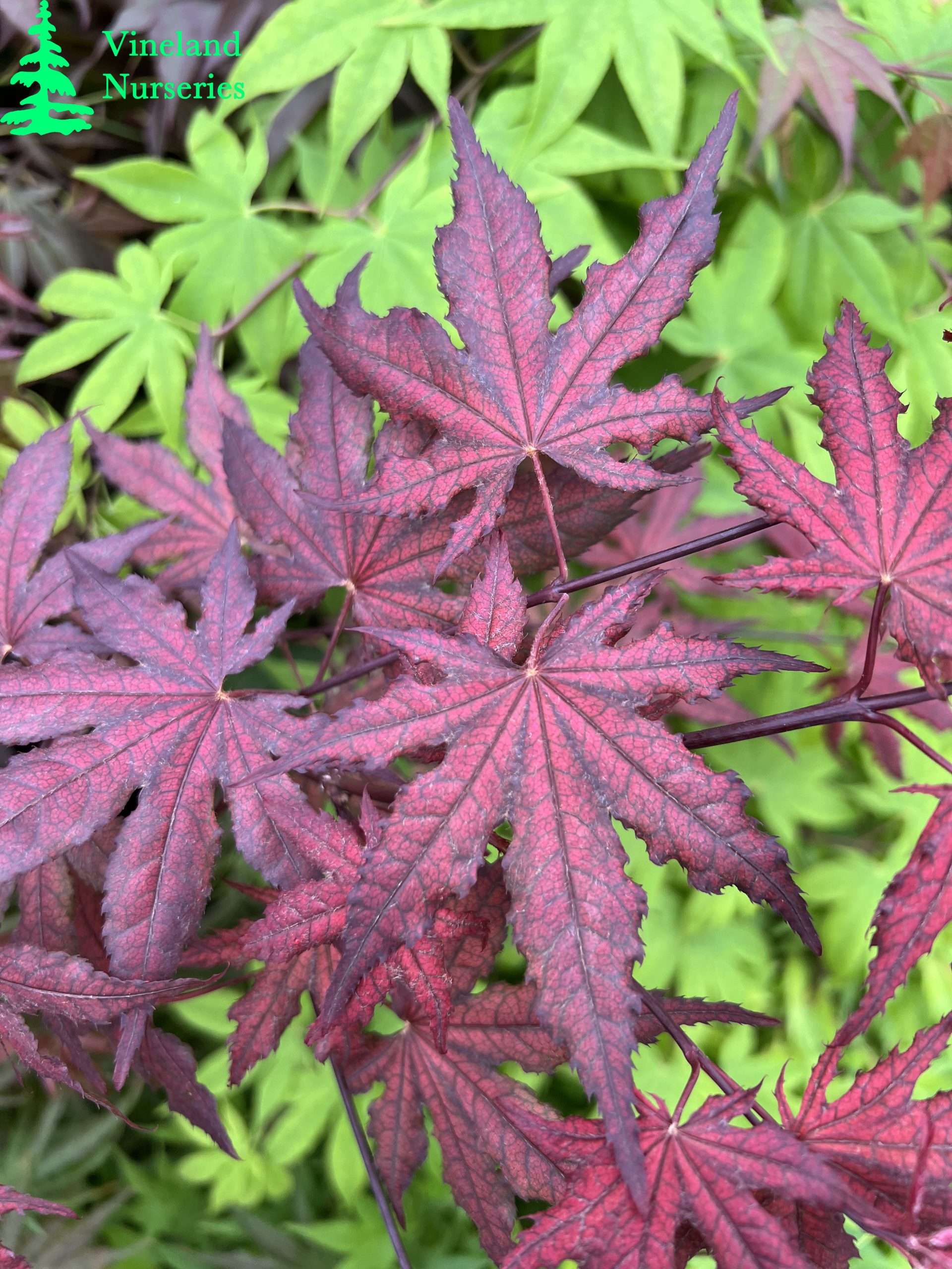 Acer Palmatum Frosted Purple