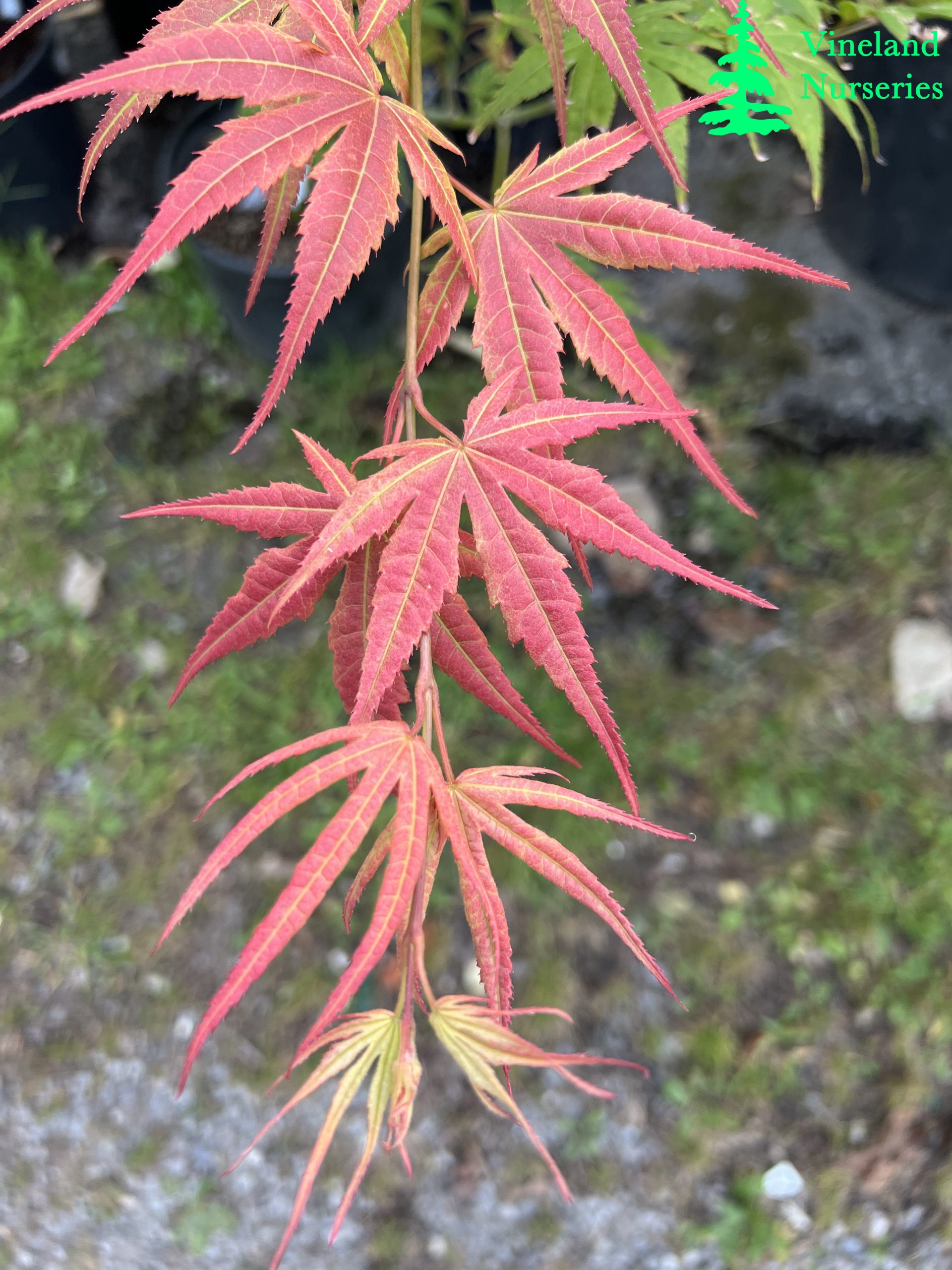 Acer Palmatum Gaki No Sugi