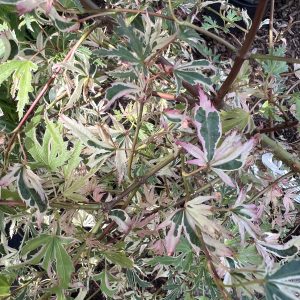 Acer Palmatum Hana Fubuki