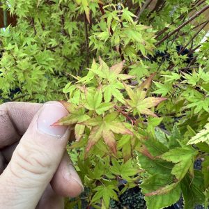 Acer Palmatum Hanami Nishiki 2