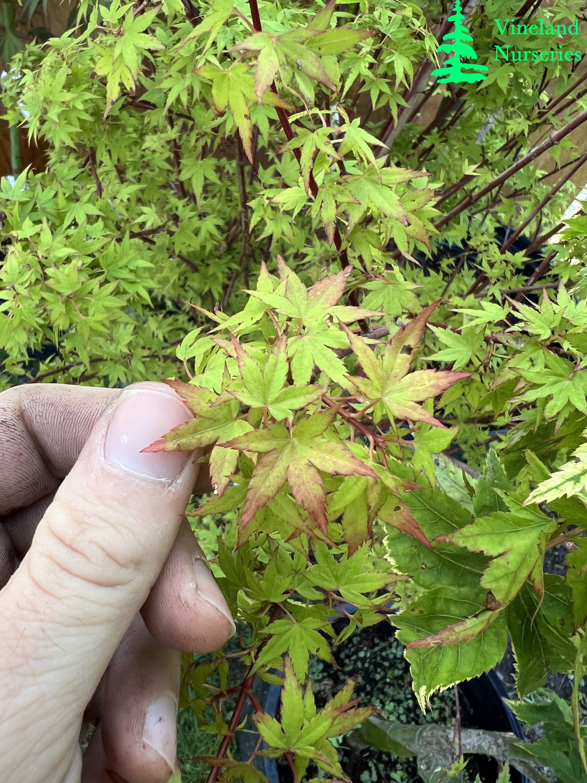 Acer Palmatum Hanami Nishiki 2