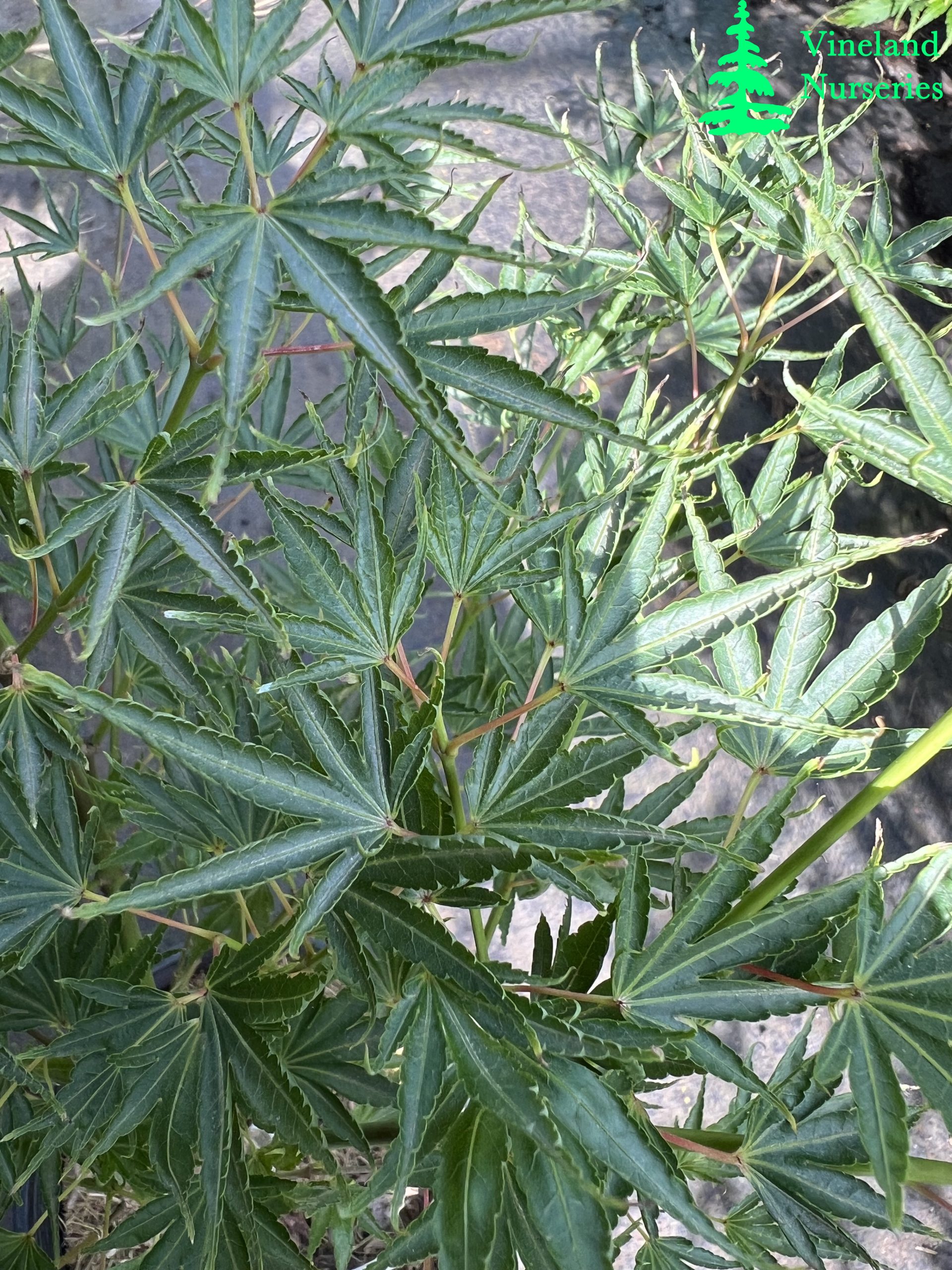 Acer Palmatum Hippy Fin Mo