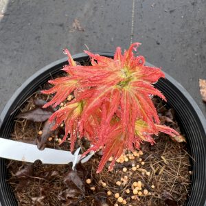 Acer Palmatum Japanese Princess