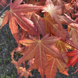 Acer Palmatum Johnnie's Pink 1