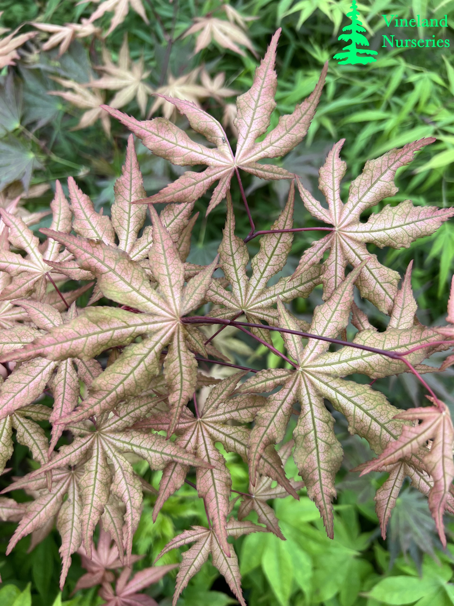 Acer Palmatum Jubilee