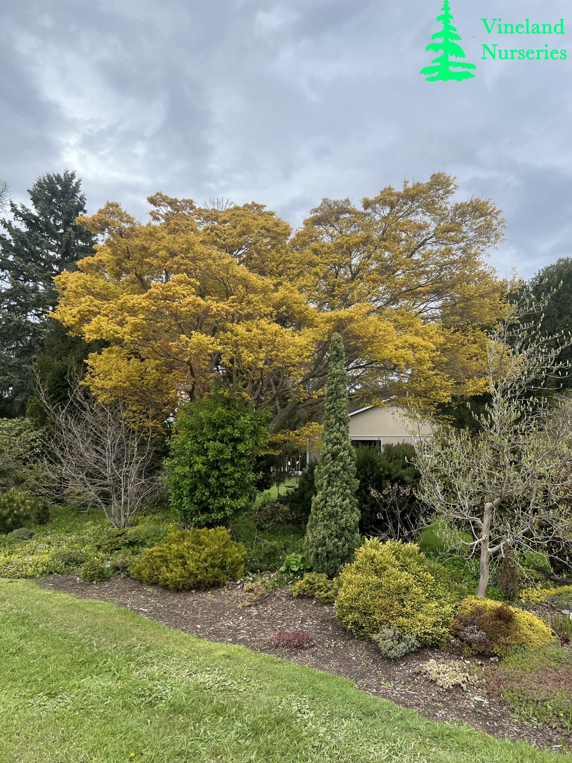 Acer Palmatum Katsura 1