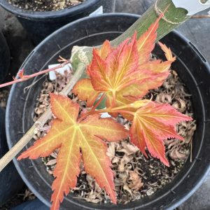 Acer Palmatum Katsura 3