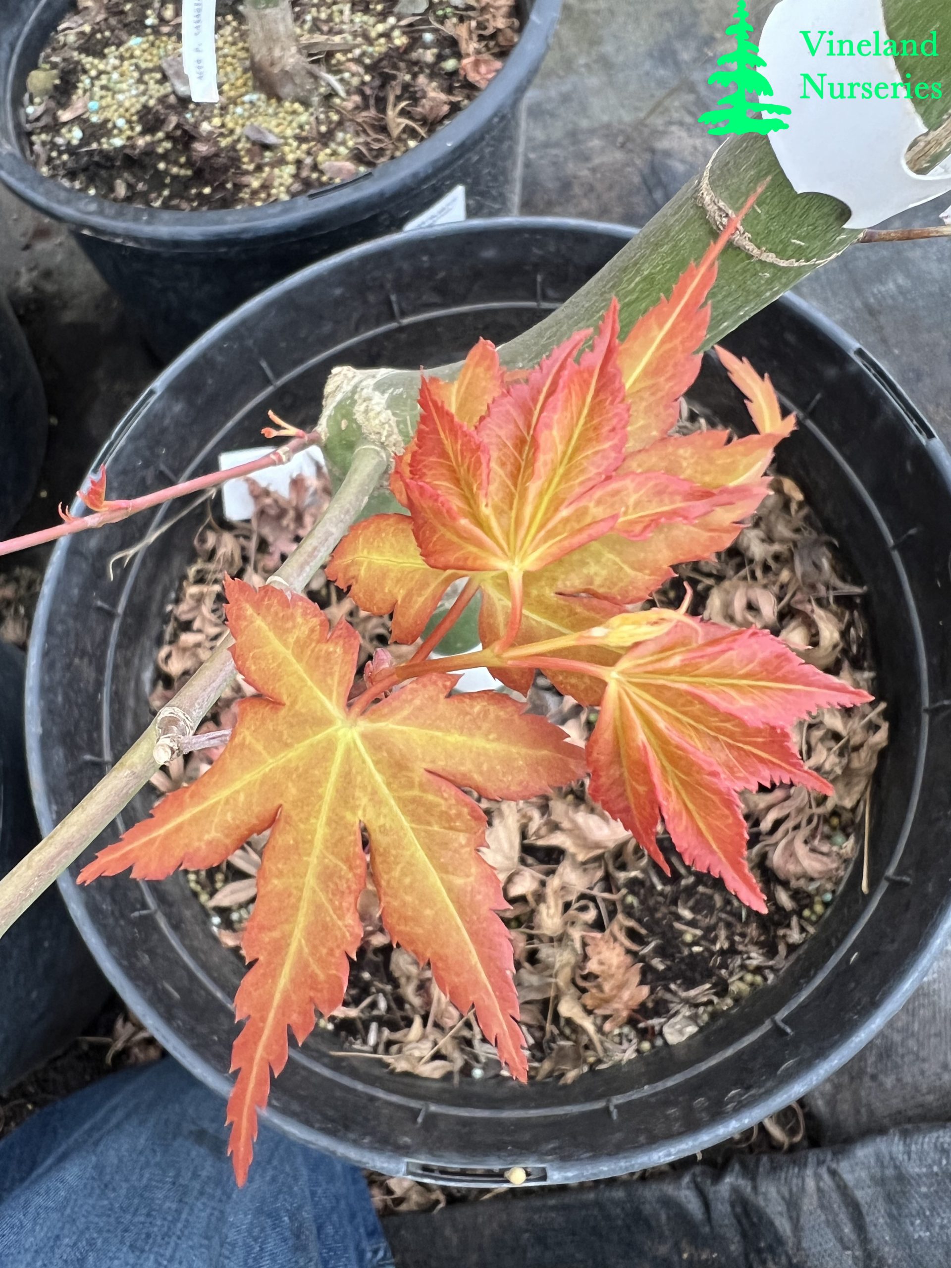 Acer Palmatum Katsura 3