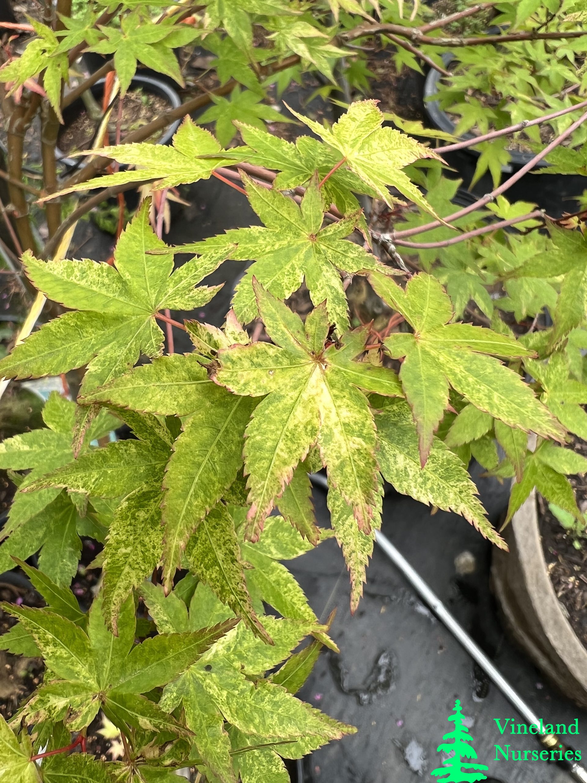 Acer Palmatum Koshibori Nishiki 1