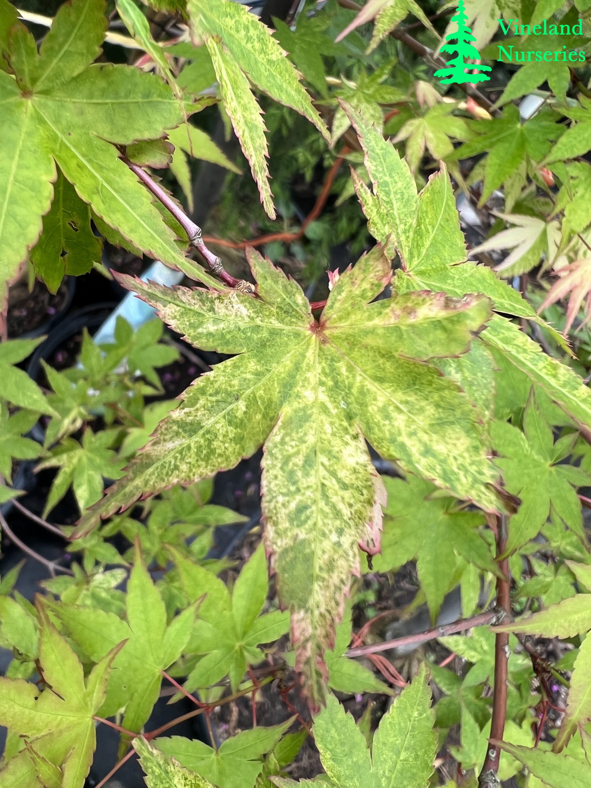 Acer Palmatum Koshibori Nishiki 2