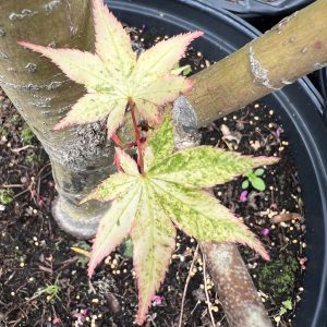 Acer Palmatum Koshibori Nishiki 3