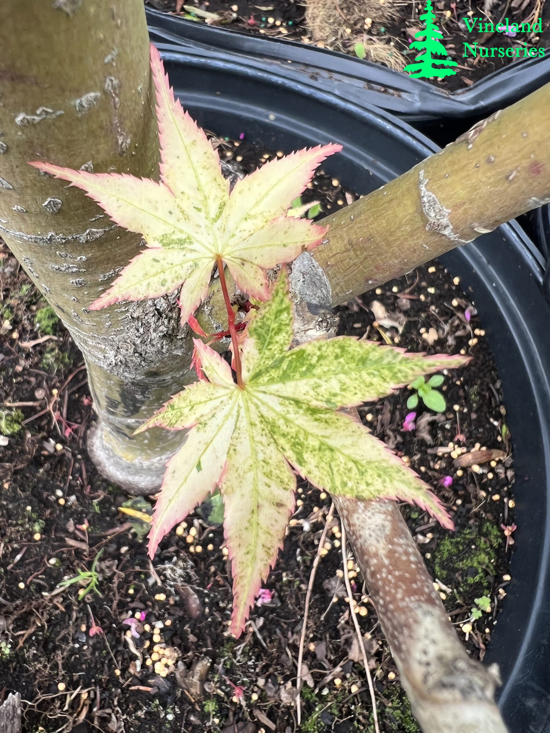 Acer Palmatum Koshibori Nishiki 3