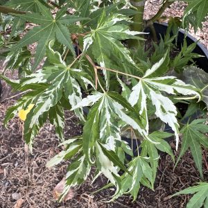 Acer Palmatum Kotobuki 2