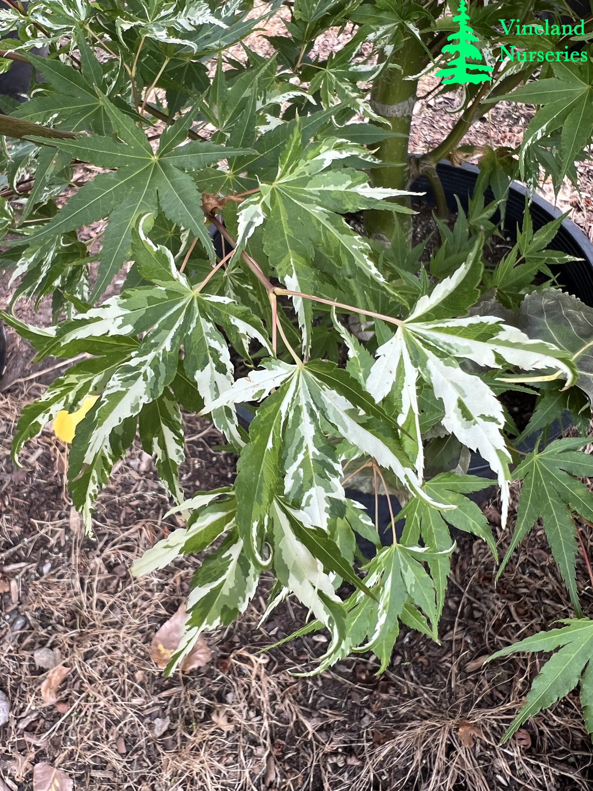 Acer Palmatum Kotobuki 2