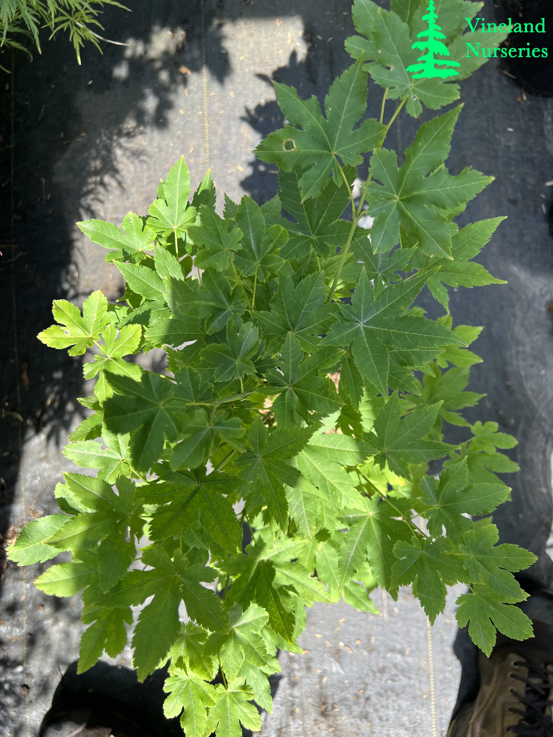 Acer Palmatum Koyamadani Nishiki 1