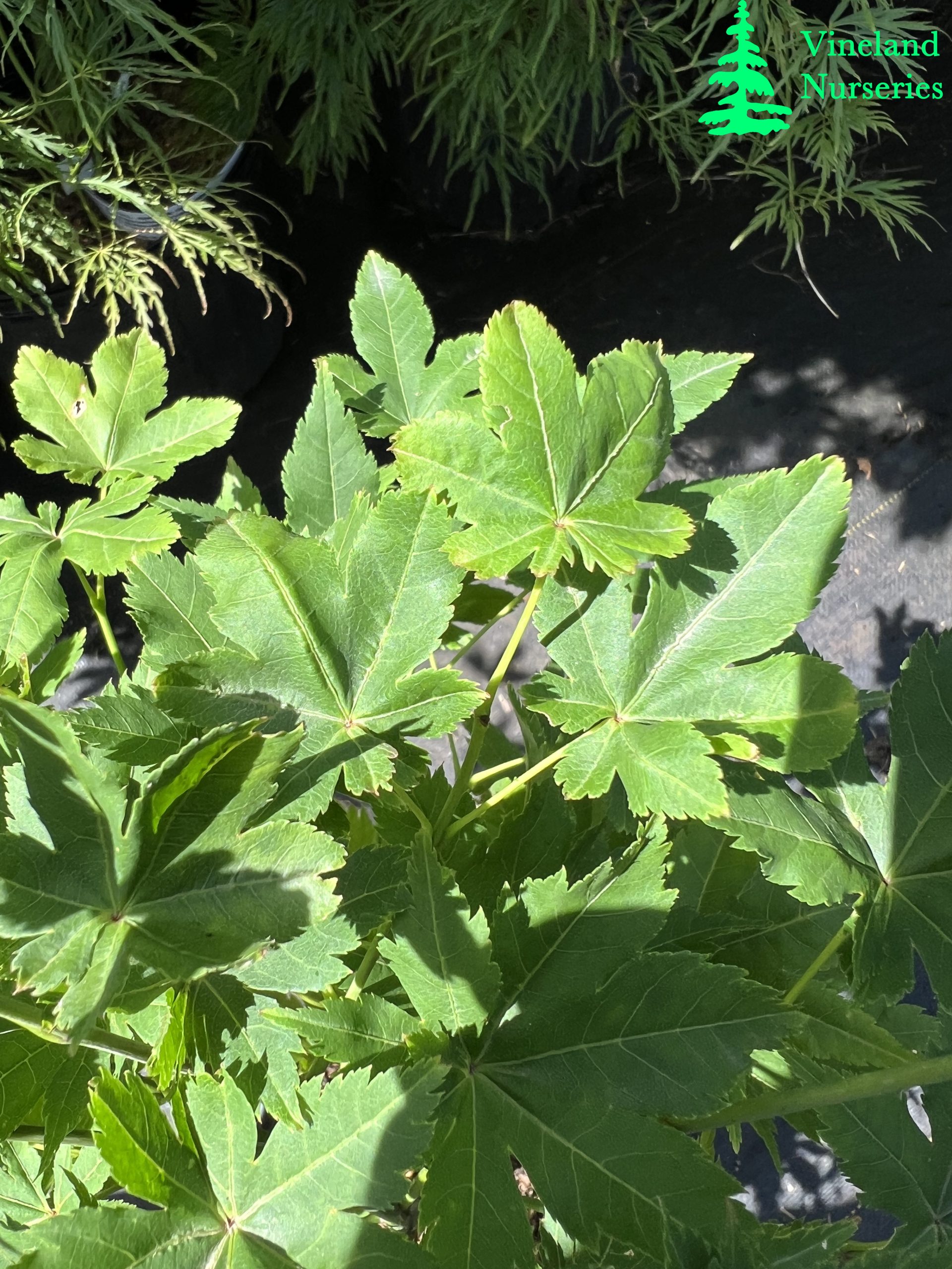Acer Palmatum Koyamadani Nishiki 2