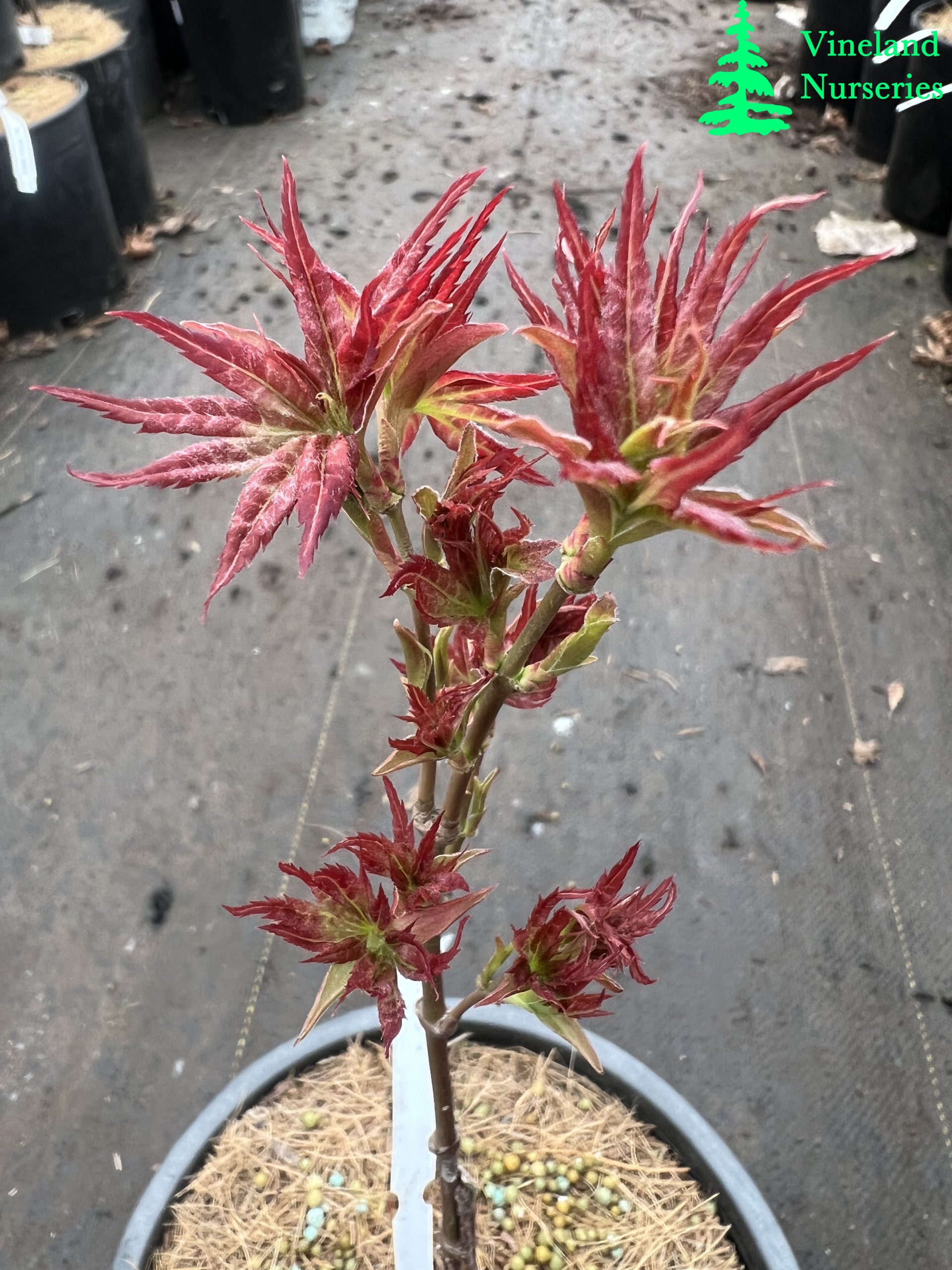 Acer Palmatum Kurenai Jishi 2