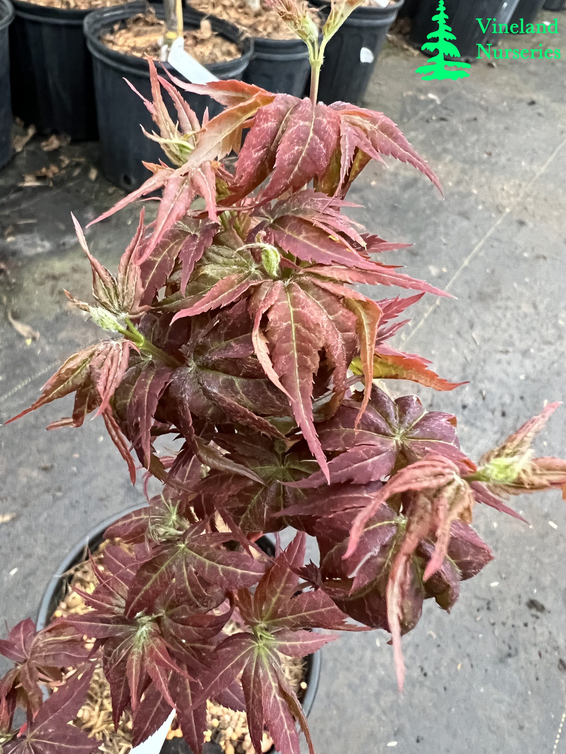 Acer Palmatum Kurenai Jishi