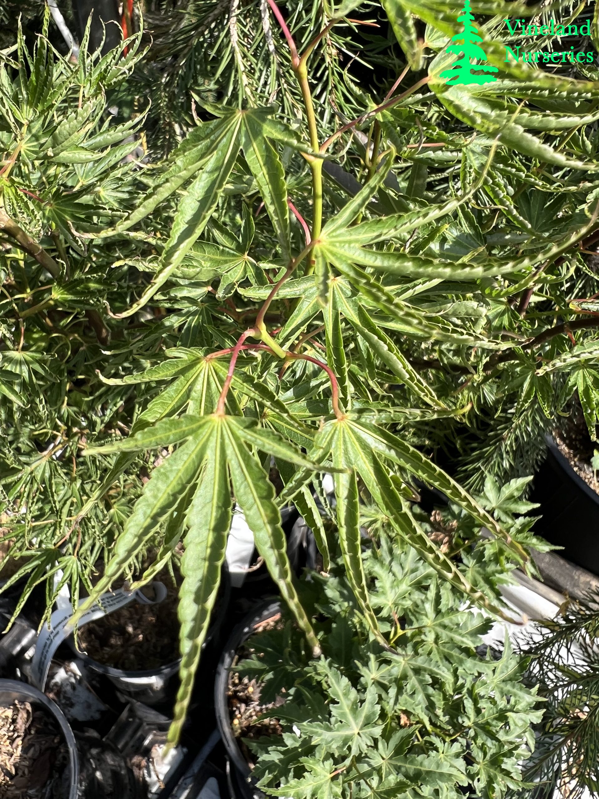 Acer Palmatum Kurui Jishi 1