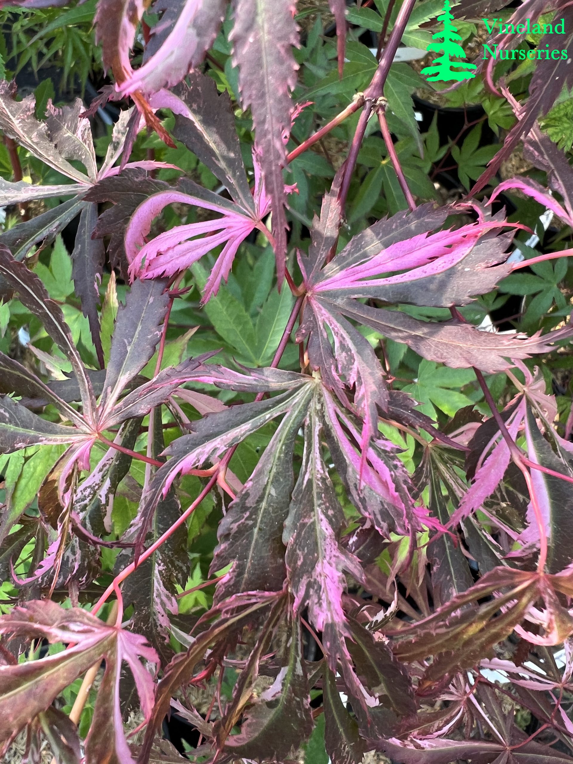 Acer Palmatum Lileeanne's Jewel