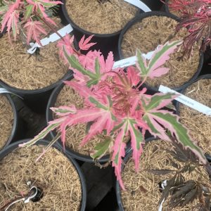 Acer Palmatum Marlo