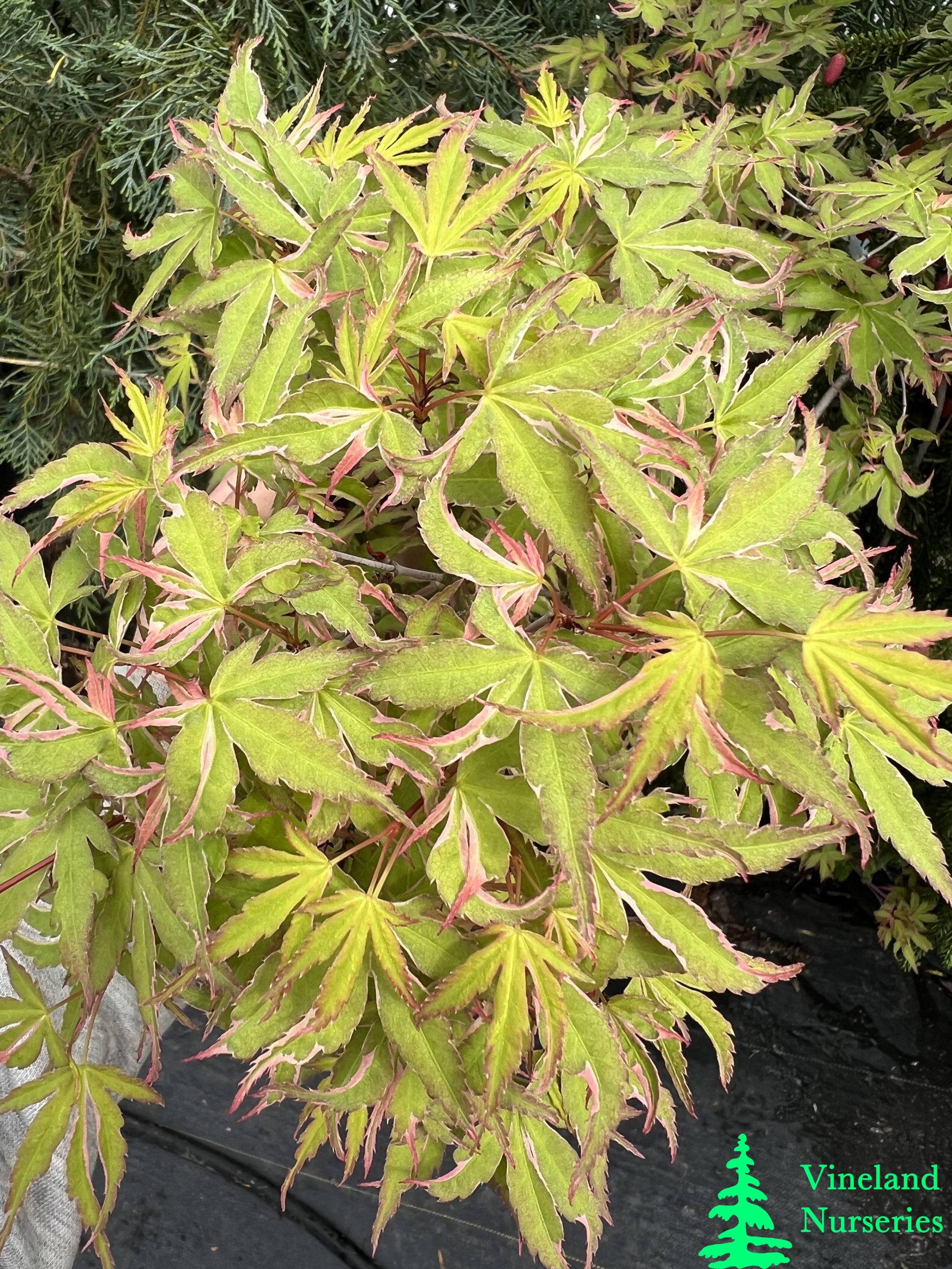 Acer Palmatum Matsugae 1