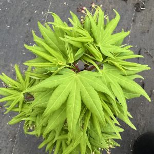 Acer Palmatum Mikawa Yatsubusa