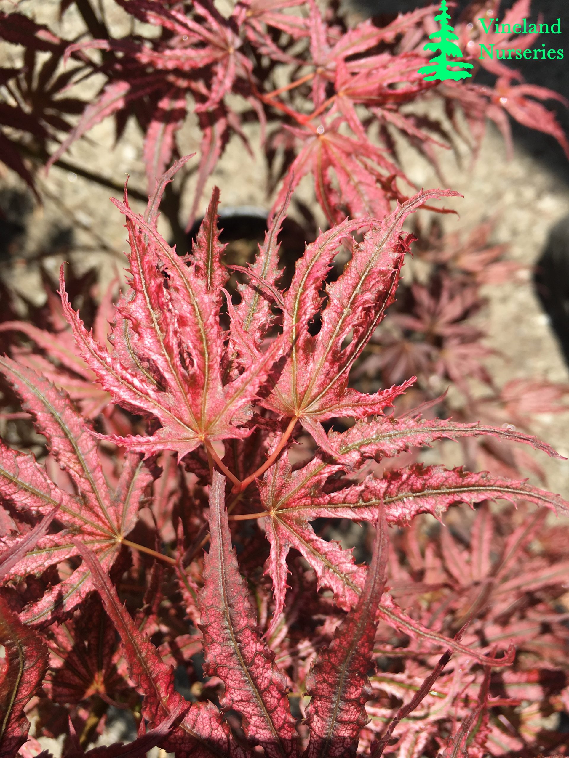 Acer Palmatum Mikazuki 1
