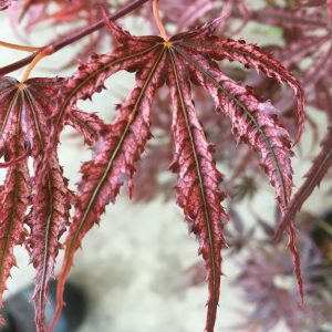 Acer Palmatum Mikazuki 2