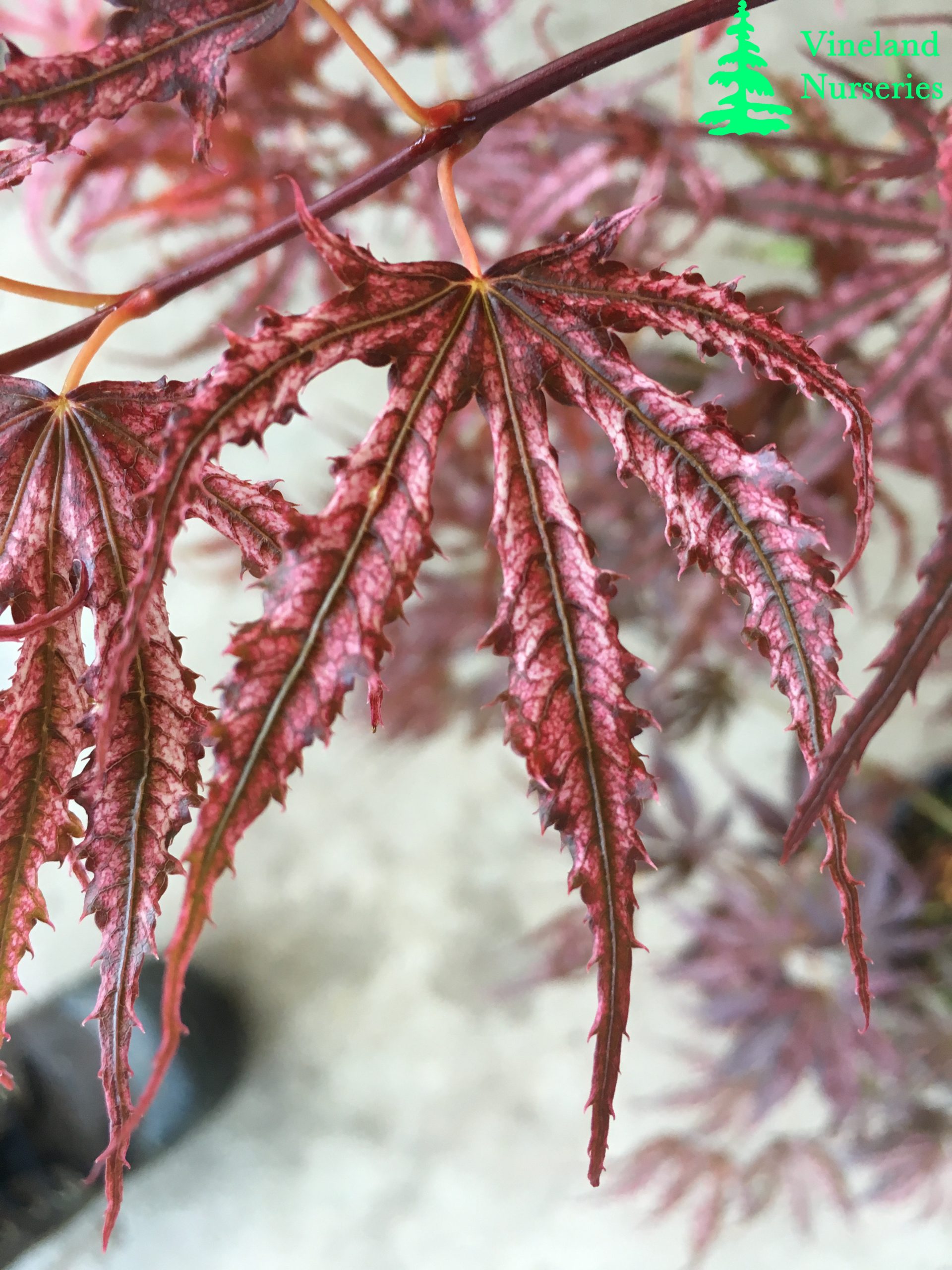 Acer Palmatum Mikazuki 2