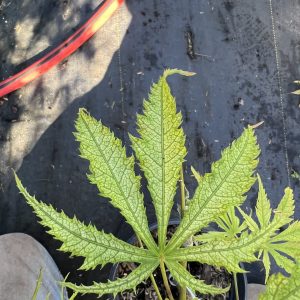 Acer Palmatum Miwa
