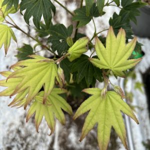 Acer Palmatum Moonshadow