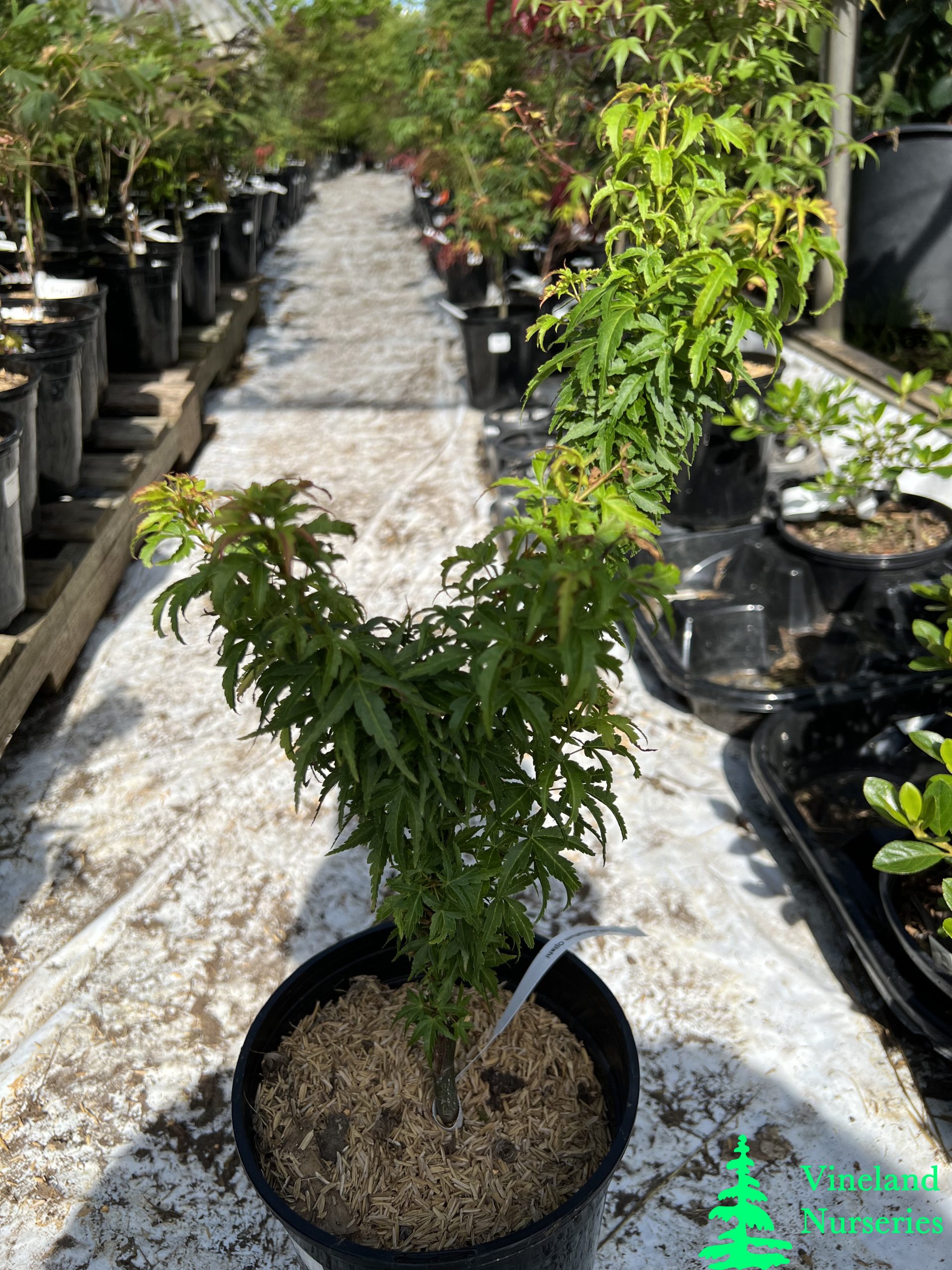 Acer Palmatum O Jishi 1