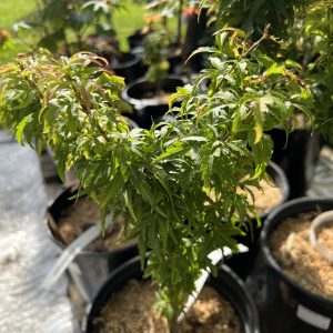 Acer Palmatum O Jishi 2