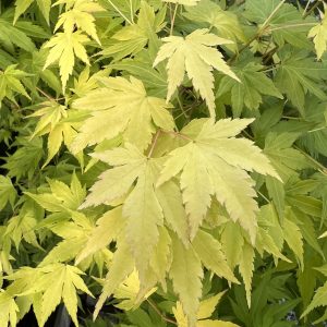 Acer Palmatum Orange Dream