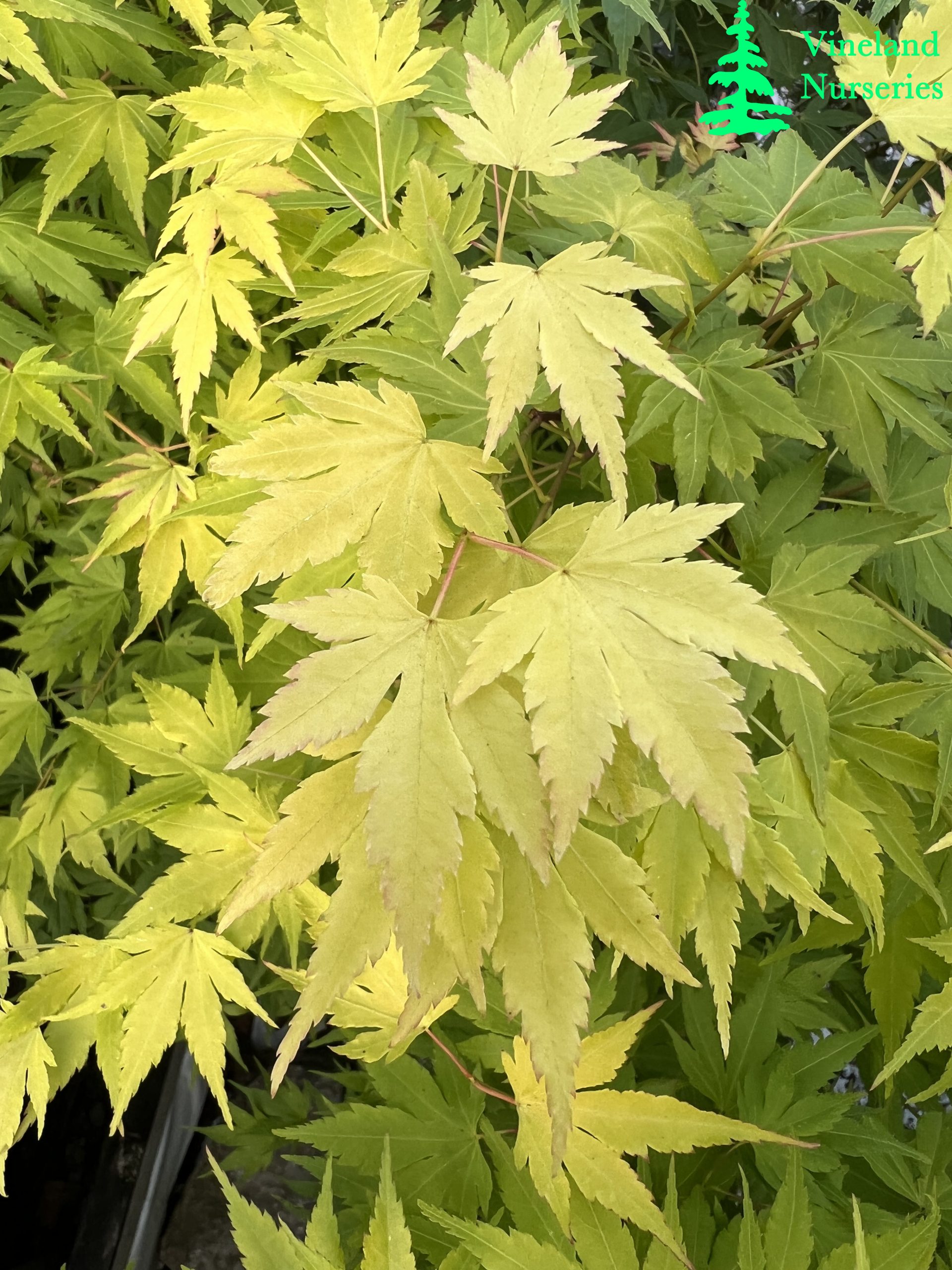 Acer Palmatum Orange Dream