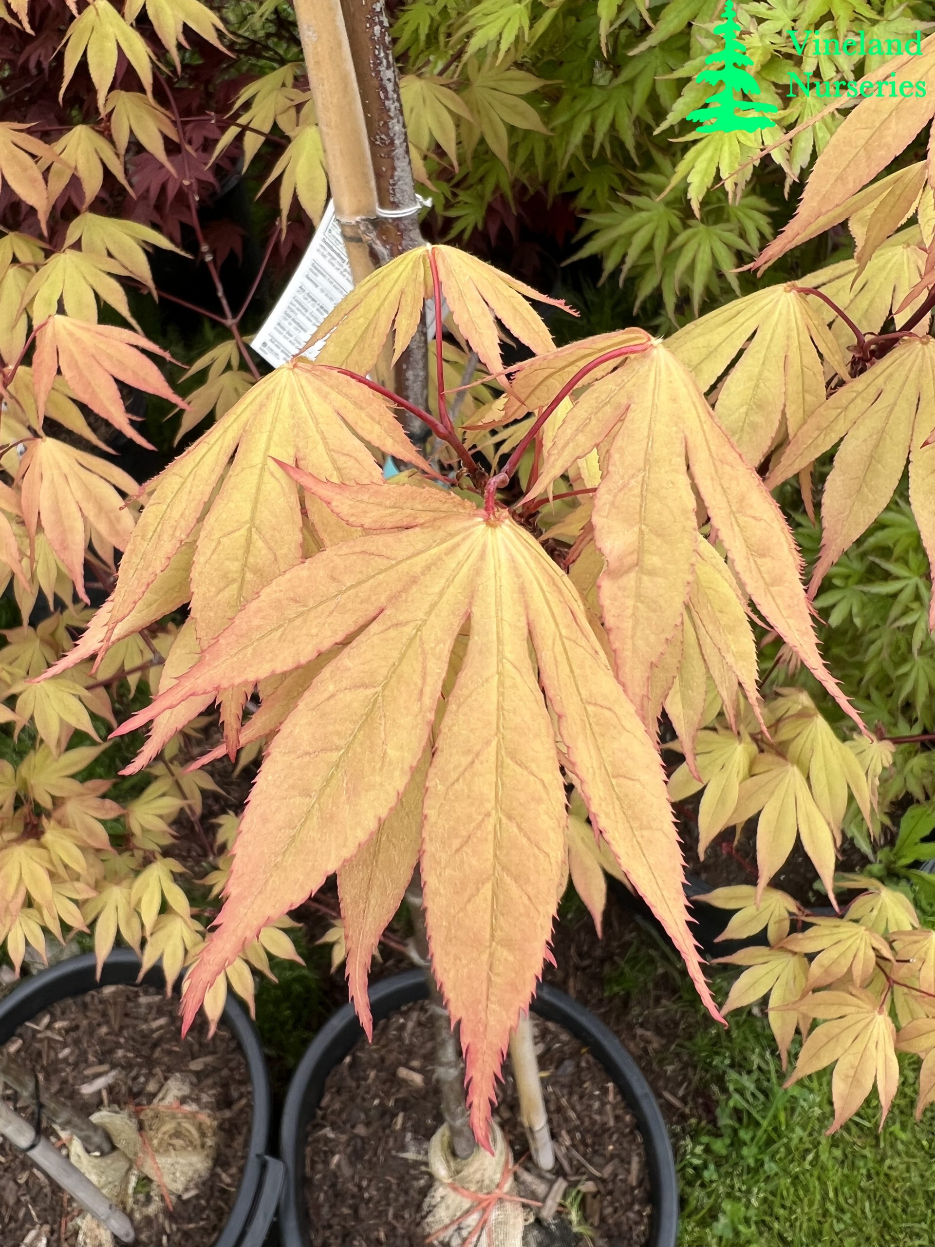 Acer Palmatum Osakazuki