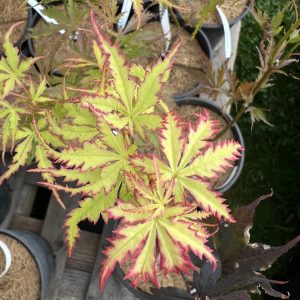 Acer Palmatum Patsy