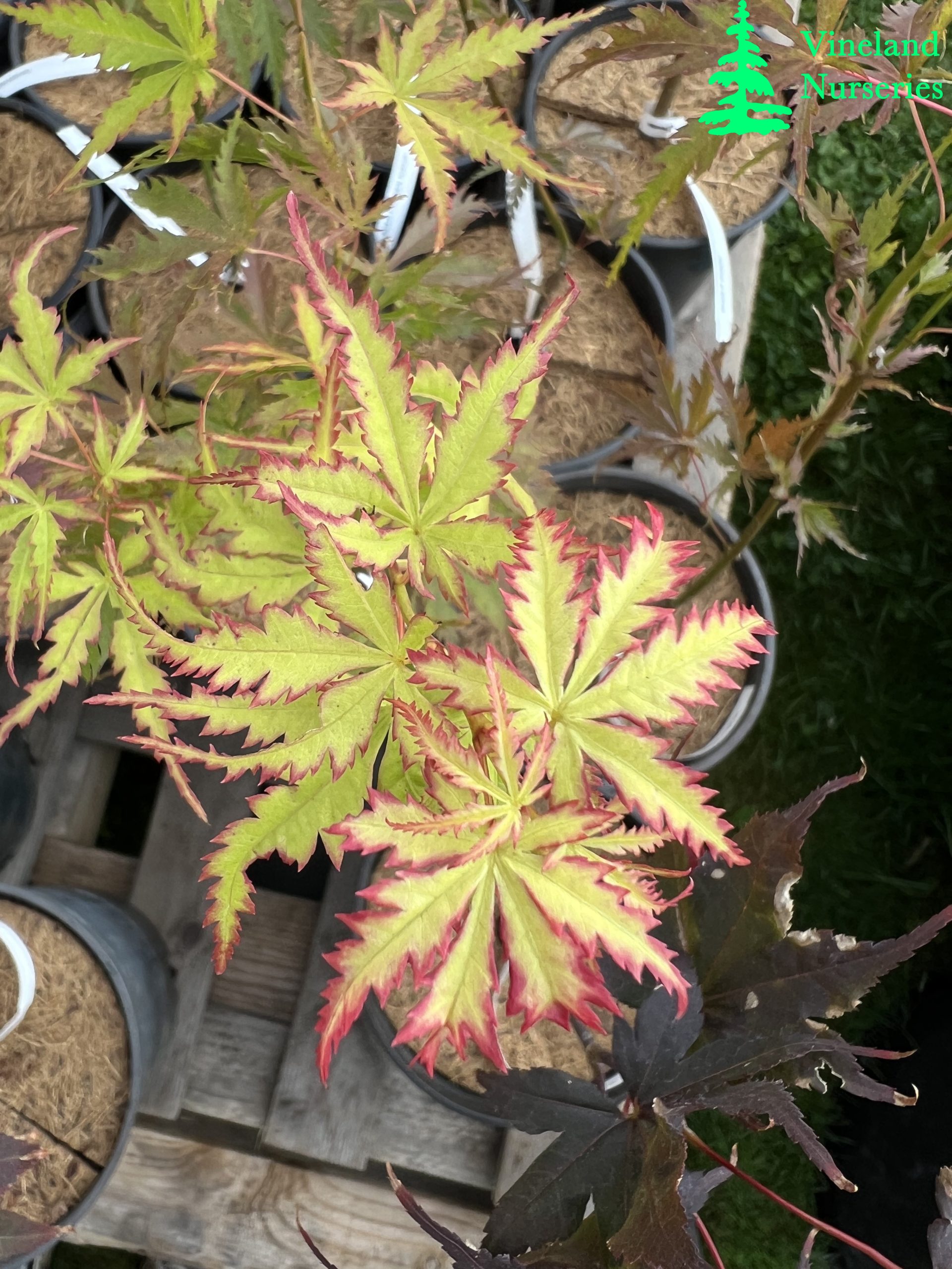 Acer Palmatum Patsy